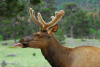 Elk in Rocky Mountain National Park