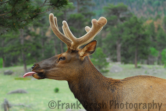 Elk in Rocky Mountain National Park