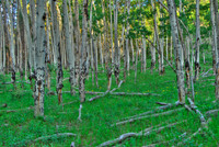 Aspen Grove Rocky Mountain National Park