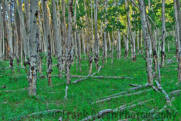Aspen Grove Rocky Mountain National Park