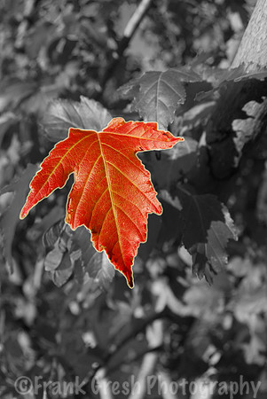 Fall Leaves in OKC